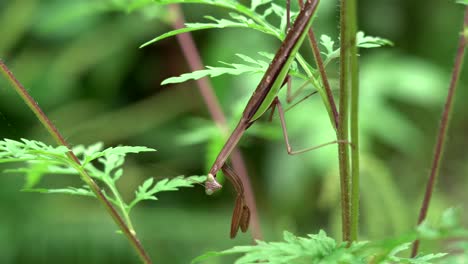 A-praying-mantis-on-a-plant-in-the-outdoors-during-the-summer-weather
