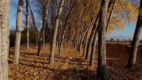 Walking-across-trunks-of-poplars-with-dry-branches-and-yellow-leaves-on-the-forest-bottom