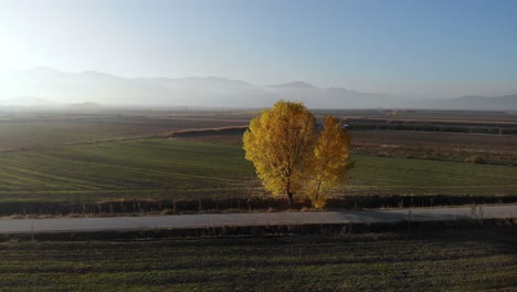 Yellow-poplar-in-the-middle-of-lands-ready-to-be-planted-in-Autumn-morning-countryside
