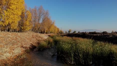 River-streaming-through-reeds-surrounded-by-yellow-poplars-on-bright-blue-sky-background
