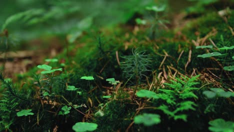 A-track-left-camera-movement-close-up-macro-shot-of-the-forest-floor-with-small-green-plants,-clover,-ferns-and-moss