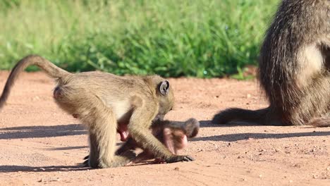 Funny-interaction-between-a-tiny-baby-baboon-and-an-older-cousin,-Kruger-National-Park