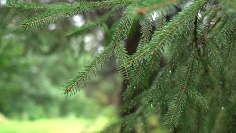 Water-droplets-on-a-branch-of-spruce-needles-blowing-in-the-wind