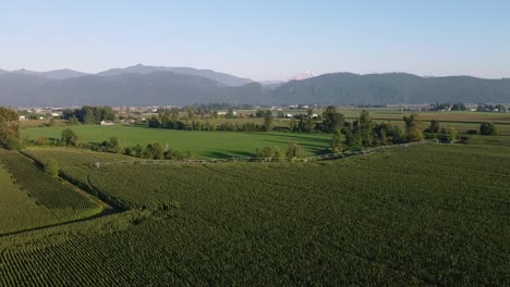 4-4-Aerial-super-slow-fly-over-mountain-valley-farms-on-a-sunny-summer-day-with-lush-green-rows-of-crop-vineyards-fruit-at-a-cultivated-countryside-with-a-natural-scenic-ripe-harvest-of-the-plentiful
