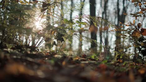 Herbstsonne-Scheint-Durch-Die-Blätter