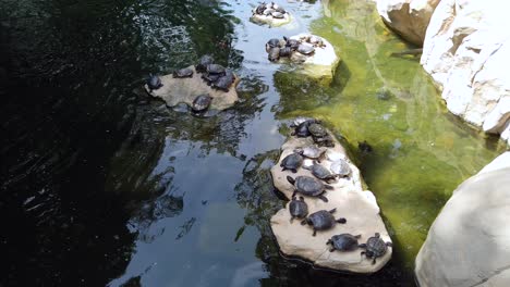 Kleine-Gruppe-Von-Schildkröten,-Die-Sich-In-Der-Sonne-Neben-Einem-Kleinen-Teich-Und-Einem-Wasserfall-In-Einem-Grünen-Park-In-Hongkong-Sonnen