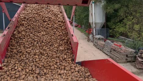 Container-unloading-potato-crop-onto-conveyor-belt-