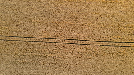 Drone-Aéreo-Volando-Sobre-El-Campo-De-Trigo-Dorado-En-La-Naturaleza-Durante-El-Día-Soleado