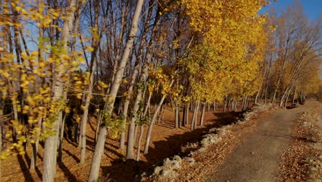 Pappeln-In-Einem-Raw-Mit-Gelben-Blättern-In-Einer-Wunderschönen-Landschaft-Am-Herbstmorgen