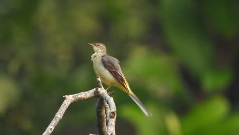 Great-crested-flycatcher-in-tree-