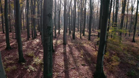 Herbstsonnige-Walddrohnenaufnahmen-In-4k