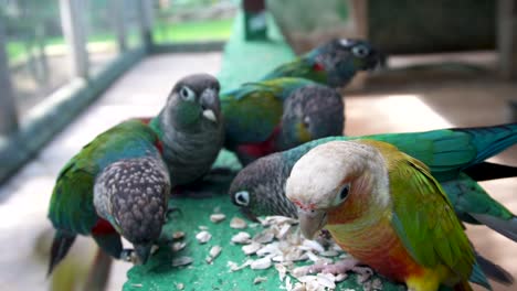 Crimson-bellied-Parakeets-And-Conure-Eating-Pumpkin-Seeds-On-Feeder