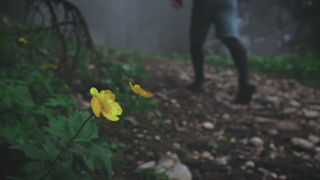 Dolly-in-camera-movement-showing-a-wild-yellow-flower-with-a-blurry-misty-background-of-a-hiker-climbing-on-a-mountain-trail-in-the-Piatra-Mare-Carpathian-Mountains