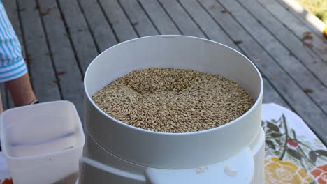 Whole-wheat-kernels-are-ground-with-a-small-electrical-flour-mill