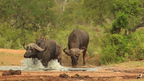 Low-angle-of-three-buffalo-bulls-getting-into-a-small-waterhole-to-drink,-Kruger-National-Park