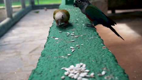 Conure-And-Crimson-bellied-Parakeet-Walking-And-Pecking-Seeds-On-Concrete-Fence-Of-Captivity