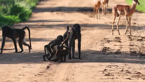 Wide-shot-of-baby-baboons-playing-with-each-other-in-between-the-rest-of-the-troop