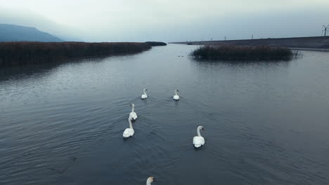 Flying-over-a-flock-of-swans-gracefully-swimming-on-a-river