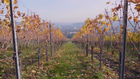 Walking-forward-through-colourful-vineyard-and-grapevines-during-autumn-in-Stuttgart,-Germany-in-4k