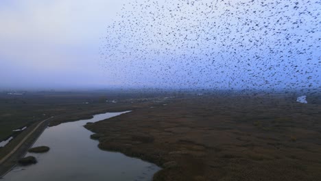 Riesiger-Vogelschwarm,-Der-In-Der-Nähe-Einer-Drohne-über-Ein-Mit-Rohrkolben-Und-Schilfbüschen-Bedecktes-Flussufer-Fliegt