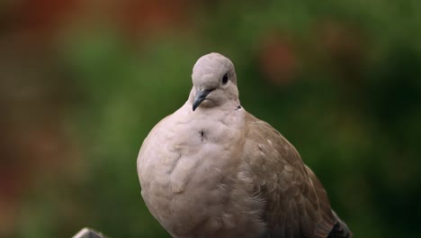 Large-Eurasian-collared-dove-looking-calmly-around-with-blurred-out-of-focus-dark-natural-green-and-autumn-colored-background