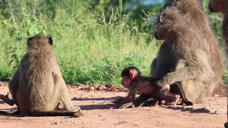 Two-tiny-baby-baboons-playing-with-each-other-in-between-the-rest-of-the-troop