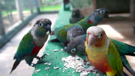Flock-Of-Crimson-bellied-Parakeets-And-Conure-Eating-Pumpkin-Seeds-On-Concrete-Fence-Inside-An-Aviary-In-Spain