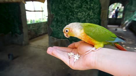 Cinnamon-Green-Cheeked-Conure-Perched-On-Person's-Hand-While-Eating-Seeds-In-Wildlife-Park-Of-Spain