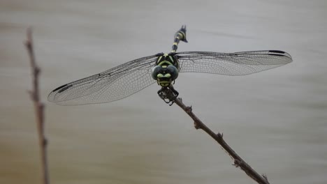tiger-dragonfly-in-pond-.
