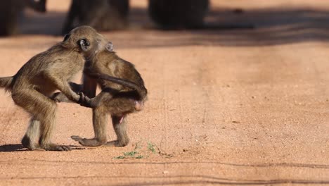Slow-motion-of-two-young-baboons-play-fighting-with-each-other,-Kruger-National-Park