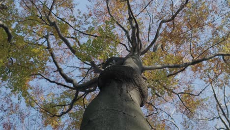 Äste-Im-Herbst-Auf-Einem-Großen-Baum