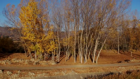 Poplars-forest-with-yellow-leaves-on-edge-of-land-near-village-in-Autumn-morning