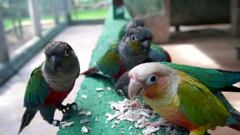 Pandemonium-Of-Crimson-bellied-Parakeets-And-Conure-Eating-Seeds-In-Captivity