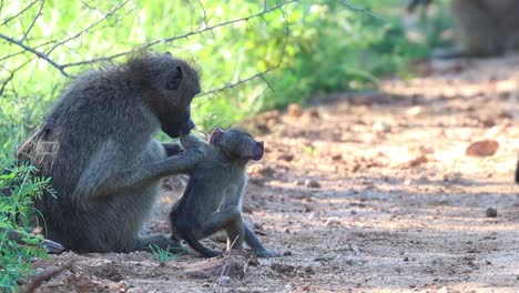Female-baboon-grabbing-her-baby-as-it-runs-past-to-groom-it,-Kruger-National-Park