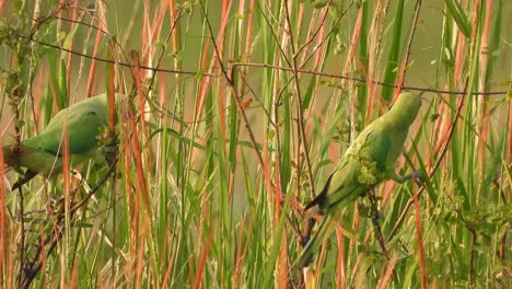 Parrots-eating-red-rice-in-pond-.