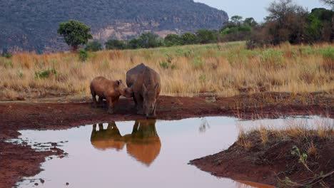 Mother-Black-Rhinoceros-With-Its-Calf-Drinking-Water-At-Waterhole-In-South-Africa---Safari-Vehicle-With-People-Passing-By-In-Background---wide-shot
