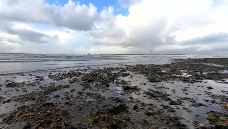 Rocky-British-seascape-with-birds-running-along-the-beach-at-low-tide
