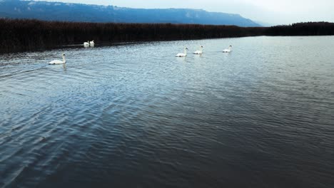 Static-shot-of-a-flock-of-swans-swimming-on-a-river-in-cold-morning