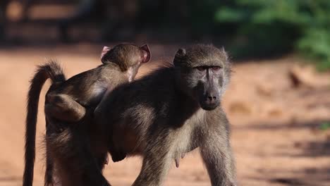 A-baby-baboon-catching-a-ride-on-its-mother's-back,-Kruger-National-Park