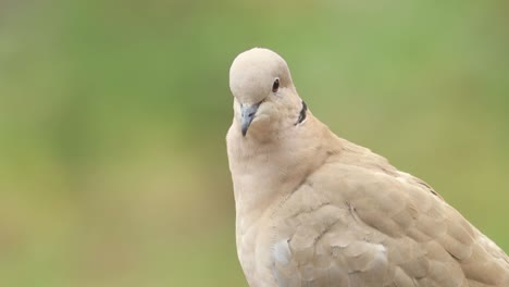 Fixed-frame-with-closeup-of-Eurasian-collared-dove-looking-around-with-its-brown-left-eye-with-a-clean-out-of-focus-green-natural-background