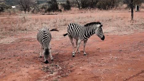 Paar-Zebras-Im-Natürlichen-Lebensraum-Im-Safaripark-Von-Südafrika