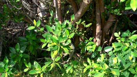 Grüner-Leguan-Auf-Blättern-Von-Mangroven-Während-Eines-Sonnigen-Tages-Auf-Key-West-Island-In-Florida,-USA