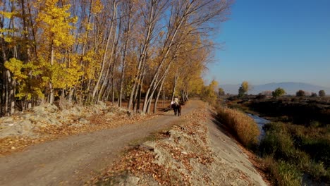 Man-riding-horses-on-beautiful-country-road-with-poplars-alongside-river-in-Autumn-sunny-day