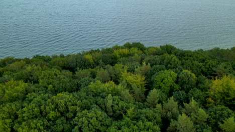Drone-Aerial-Flying-over-Amazing-Green-Coastal-Tree-tops-with-Serene-Ocean-behind