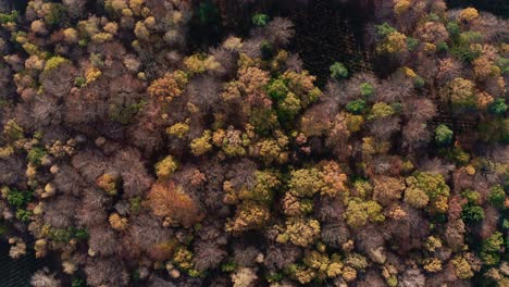 Autumn-Treetops-in-Forest-Aerial-4K