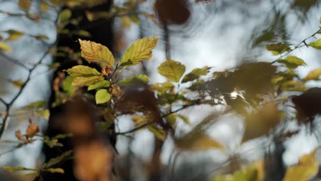 Die-Sonnenstrahlen-Brechen-Im-Herbst-Durch-Die-Blätter-Im-Wald