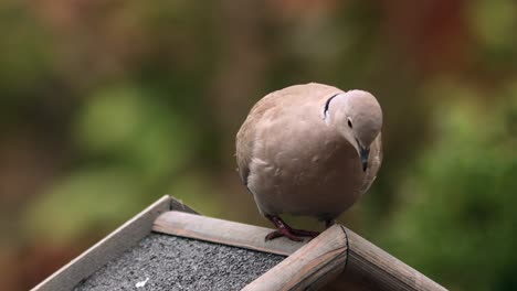 Bird-feeder-for-small-birds-with-an-Eurasian-collared-dove-on-top-with-blurred-out-of-focus-natural-green-and-autumn-colored-background