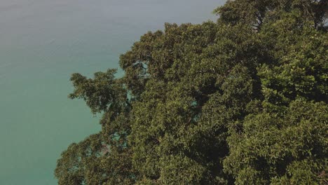 Aerial-top-view-tilt-down-tropical-tree-canopy-jungle-coastline-turquoise-water