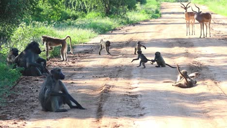 Wide-shot-of-young-baboons-playing-in-the-road-while-the-adults-sitting-in-the-shade-grooming-each-other
