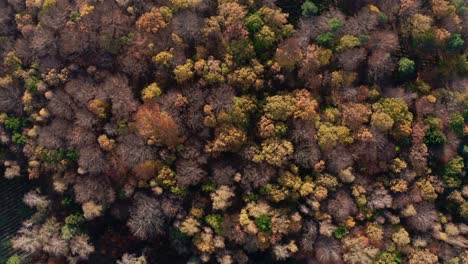 Autumn-Treetops-Aerial-Canopy-Of-Trees-In-Fall